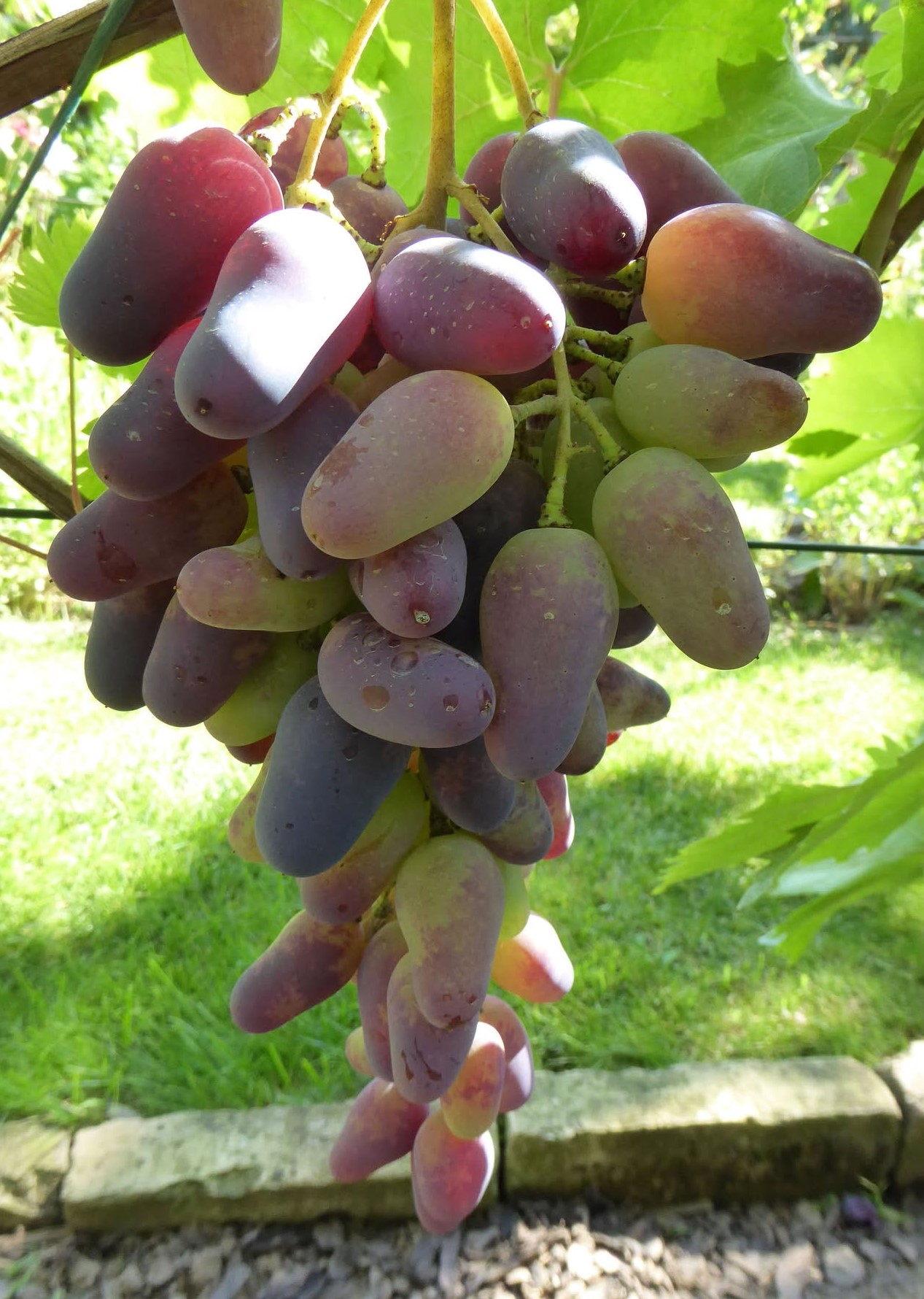 Ružové datľové hrozno ‘Sultanina Rosada’